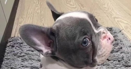 French Bulldog