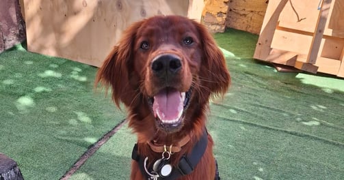 Campamento de perros ñuñoa