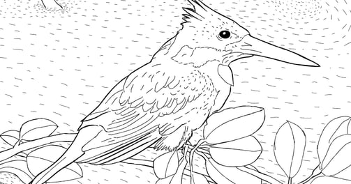 Download Gratuito - Martim-pescador - Para Colorir - Coleção Aves Daqui.
