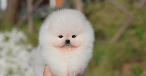 Toy Pom