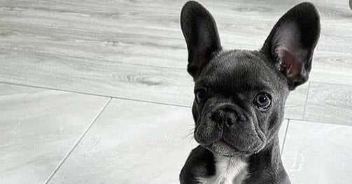 French Bulldog