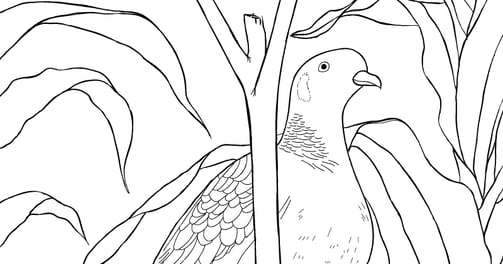 Download Gratuito - Pomba-asa-branca - Para Colorir - Coleção Aves Daqui.