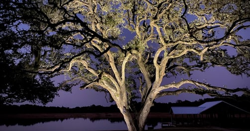 Large Oak tree with well lights in the lawn up lighting the branches and foliage