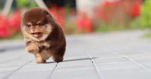 Toy Pom