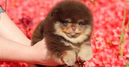 Toy Pom