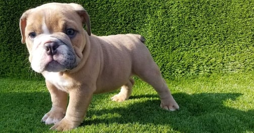 English bulldog