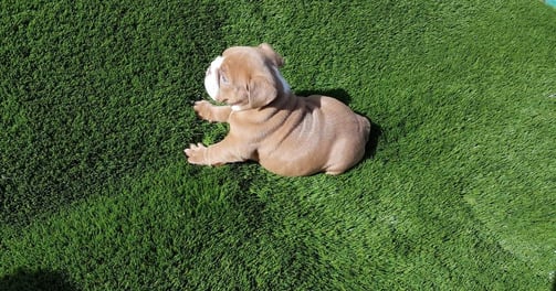 English bulldog