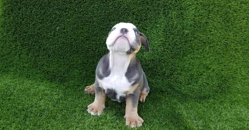 English bulldog