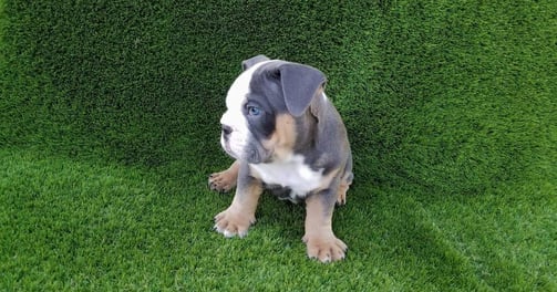 English bulldog
