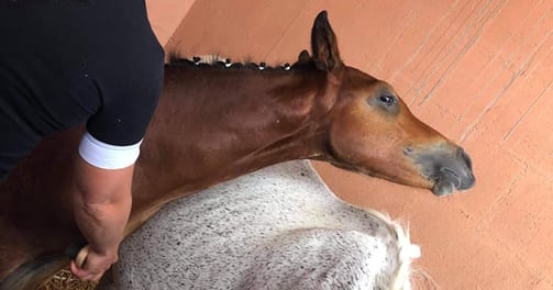 massage du cheval