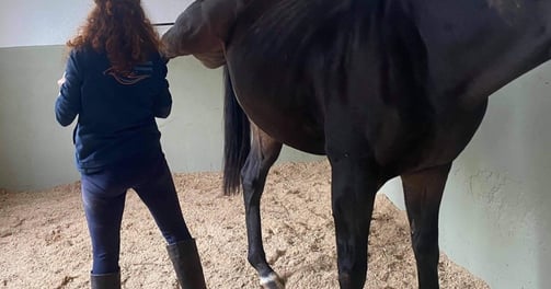 ostéopathie cheval