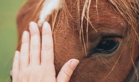 animal reiki Dawn Bozzolo-Triangle Animal Reiki