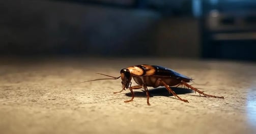 cafard dans la cuisine la nuit