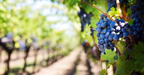 a bunch of grapes on a vine tree