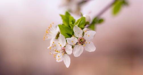 a white flowered branch of a tree