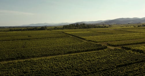 a field with a dirt road