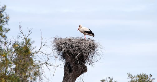a stork sitting on top of a tree