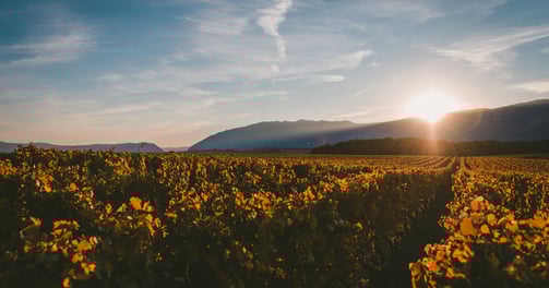 a sunflower field with a sun setting in the background