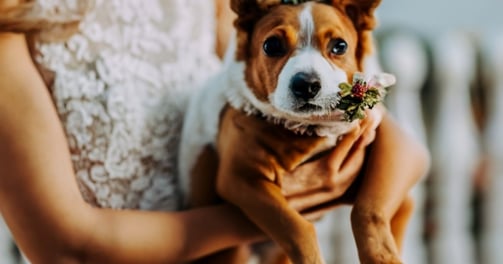 wedding dog is holding a flower in her hands