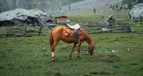 a brown horse grasing in the pasture