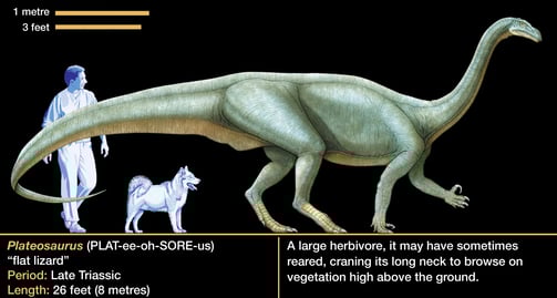 Plateosaurus