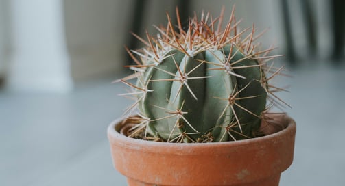 Cactus in pot
