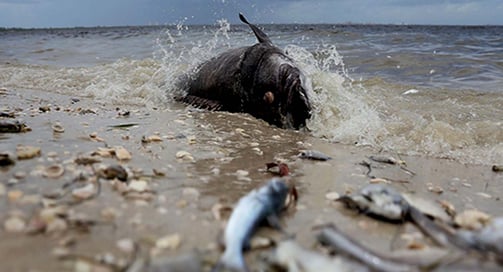 red-tide-on-anna-maria-island