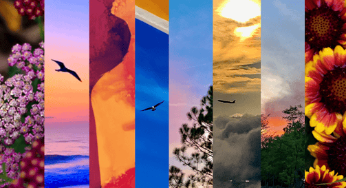 a series of six different images of flowers