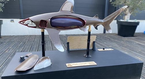 maquette foie du requin 