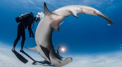 Steven surina et un requin marteau qui font une pirouette