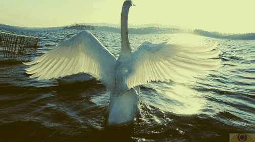 cycle déployant ses ailes sur une mer avec vagues