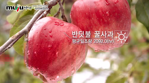 무주군 반딧불 사이버장터 홍보 영상 프로젝트입니다.