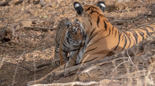 A tigress and her cub snuggling in the wild