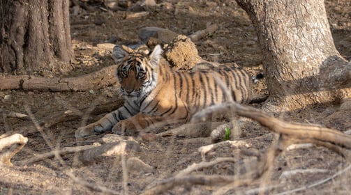 a Bengal tiger cub sitting in the shade of a tree.