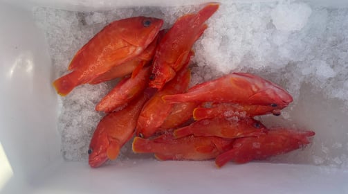 Photo de poissons rouge fraichement péchés dans une glacière posée sur un tapis de glace