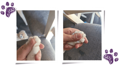 a person holding a white cat paw for a before and after nail clipping in augusta, ga