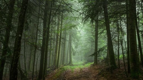 Vosges mountains forest path