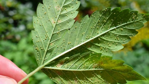 Cannabis Pests