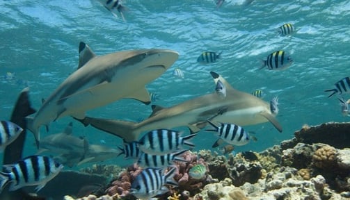 requin-pointes-noires