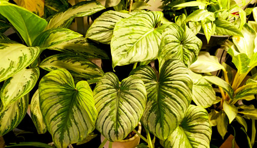 'The same Philodendron plant after watering