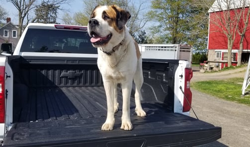 large friendly dog in back of chevy pickup truck