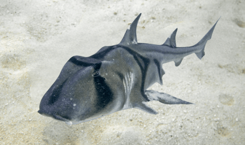 Requin dormeur taureau Jackson