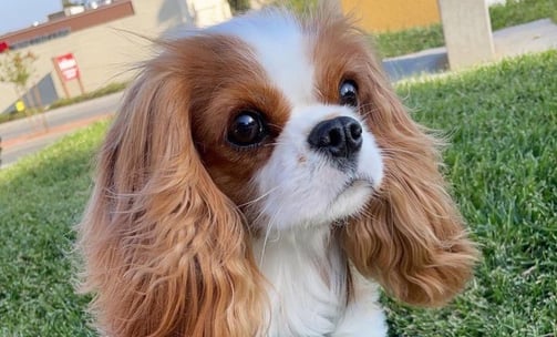 King Charles