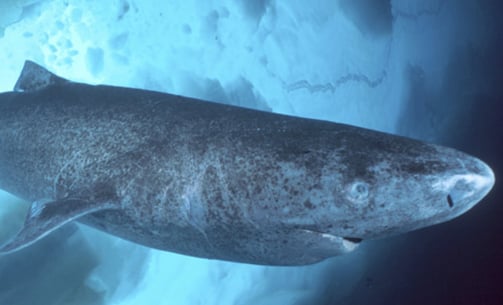 requin groeland