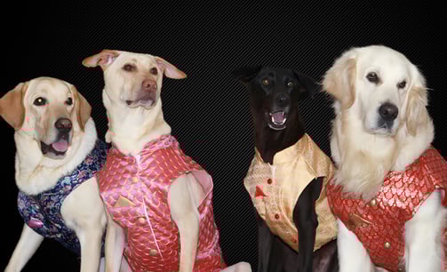 A family that rescued each other | | Dog Homestay Boarding