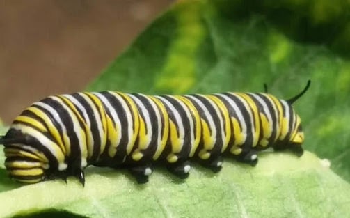 Elkton OR - a Monarch butterfly caterpillar at the Butterfly Pavilion