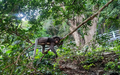 Langur, Singe à lunette, Chumphon