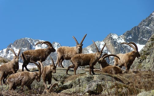 Alps ibex in Mercantour with snowy mountains