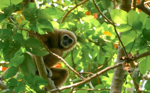 Gibbon, Chumphon