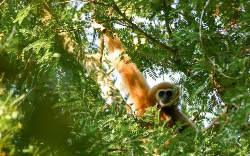 Gibbon, Chumphon